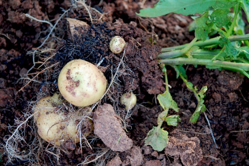 irish-potato-growing